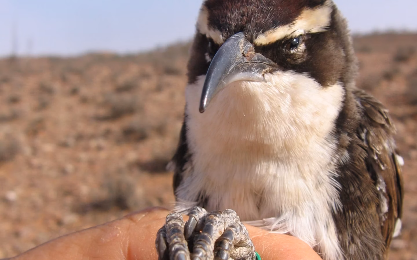 Chestnut-crowned Babbler in Australia showing key identification features