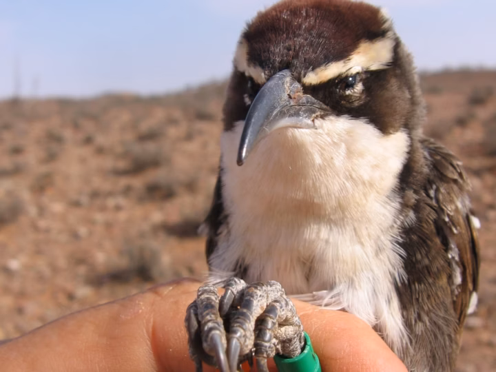 Chestnut-crowned Babbler in Australia showing key identification features