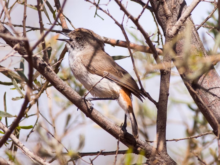 Chestnut-rumped Thornbill in Australia showing key identification features
