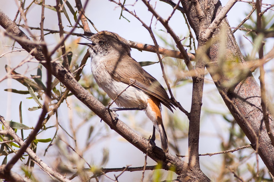 Chestnut-rumped Thornbill in Australia showing key identification features