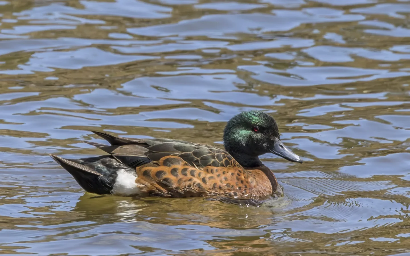 Chestnut Teal in Australia