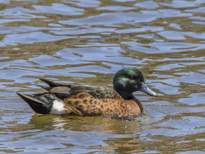 Chestnut Teal in Australia