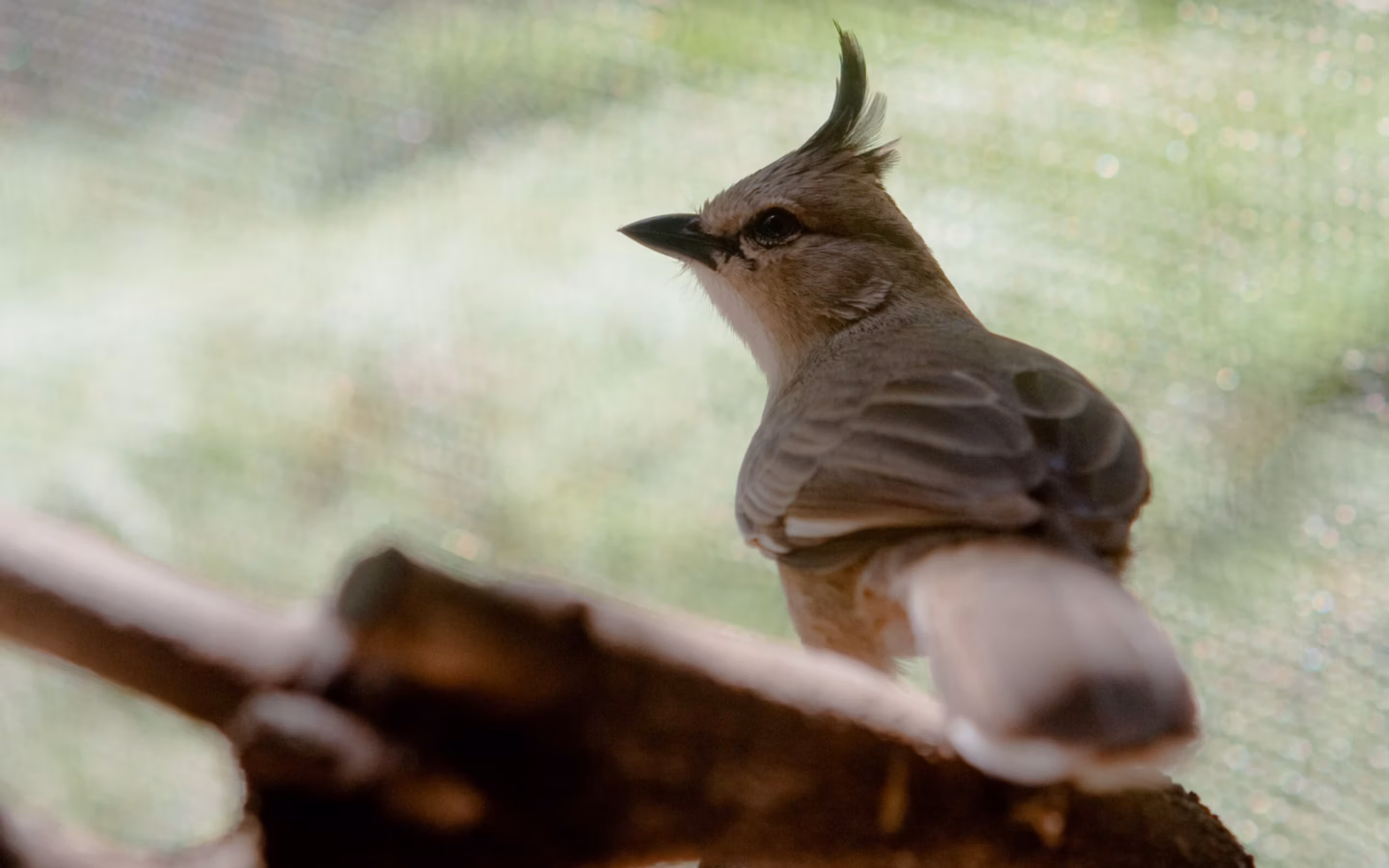 Chiming Wedgebill showing key identification features