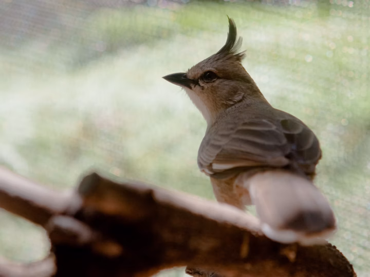 Chiming Wedgebill showing key identification features