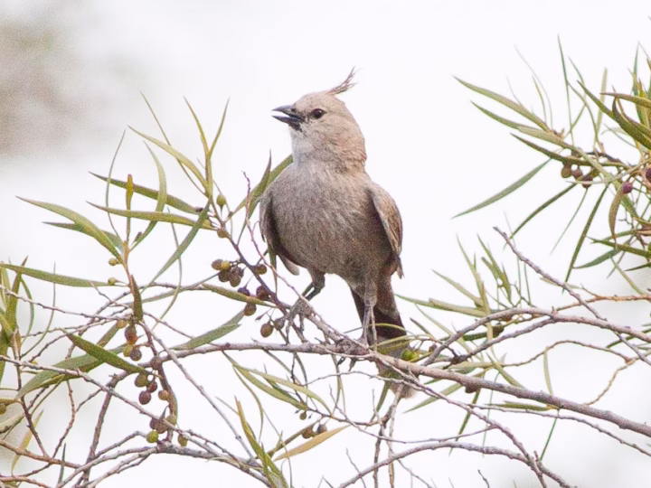Chirruping Wedgebill showing key identification features