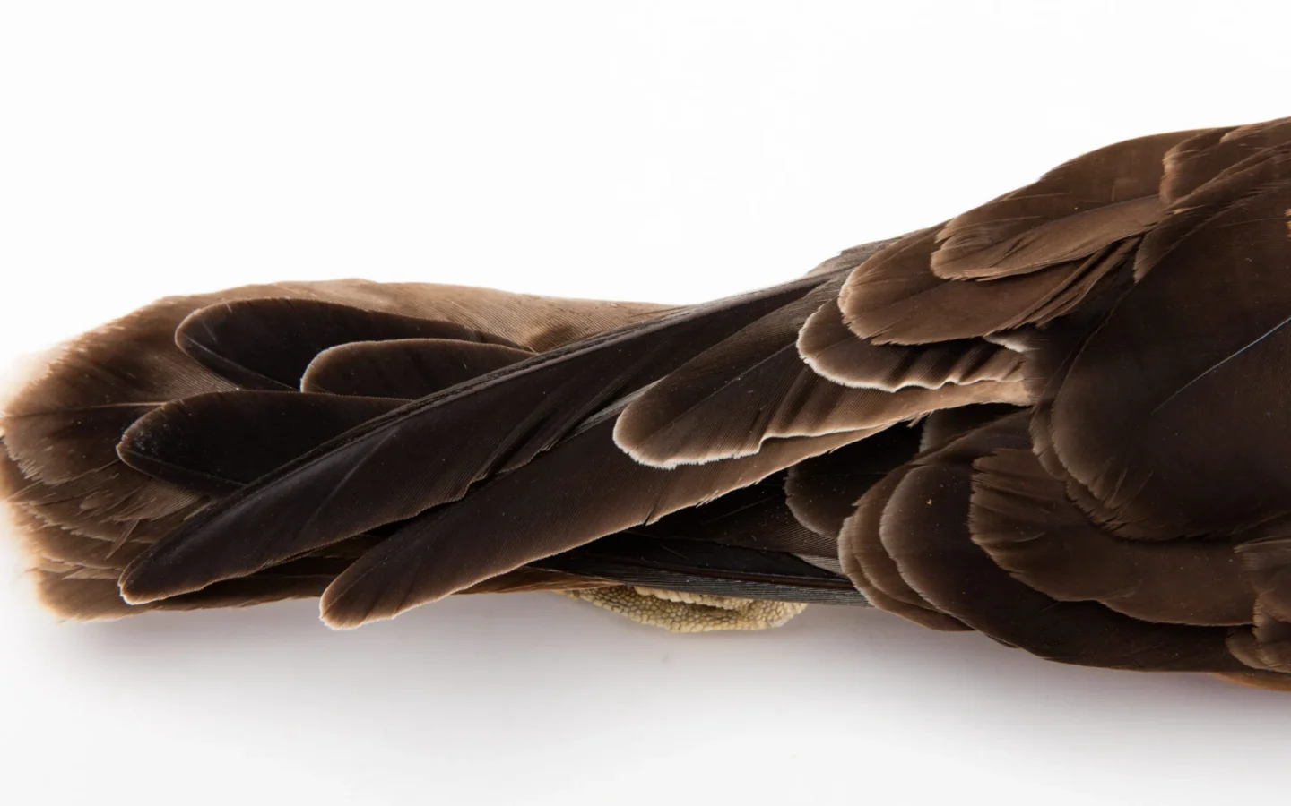 Swamp Harrier showing key identification features