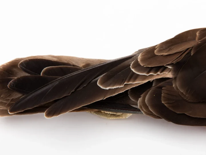 Swamp Harrier showing key identification features