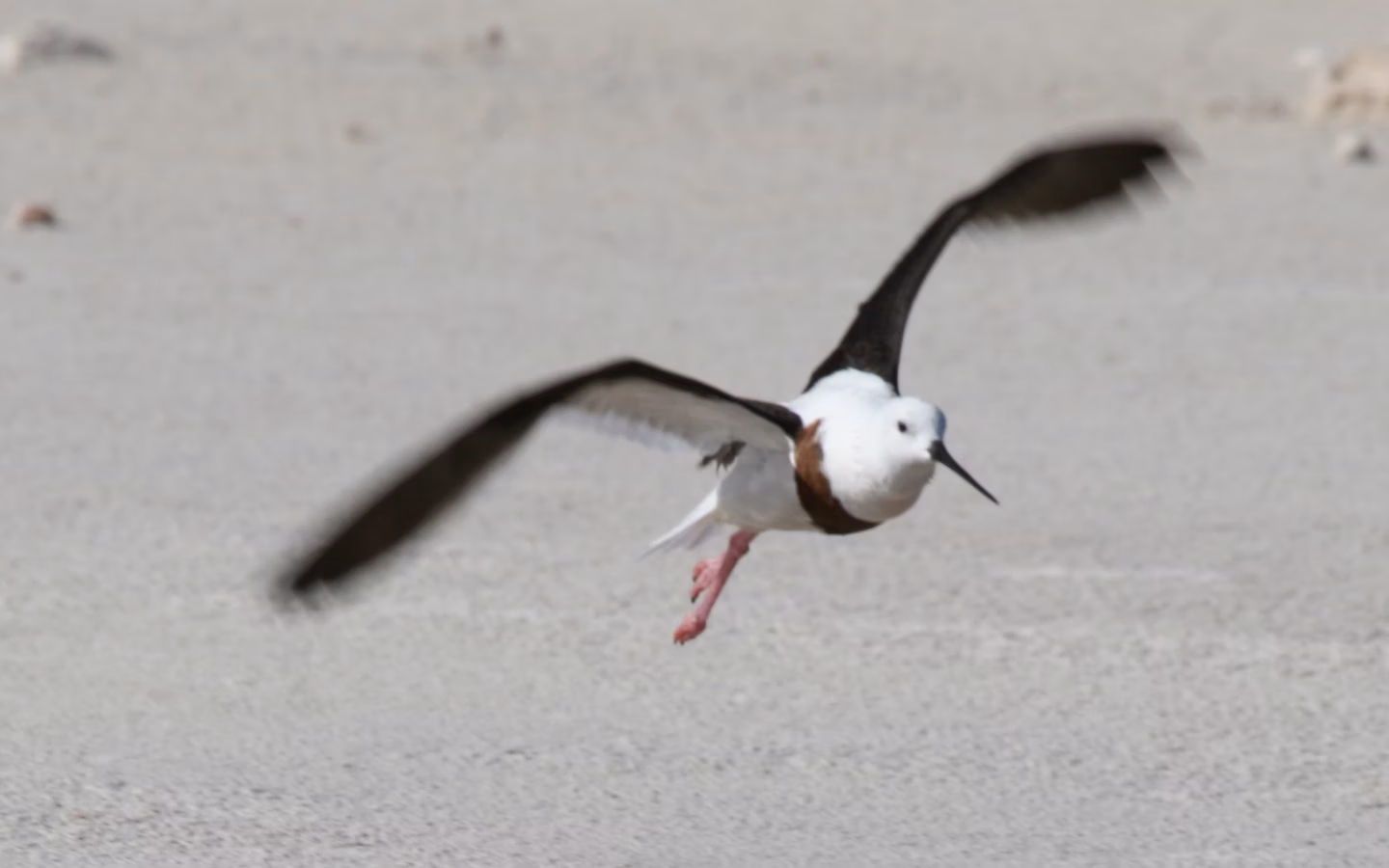 Banded Stilt showing long pink legs, white body and broad chestnut-black breast band