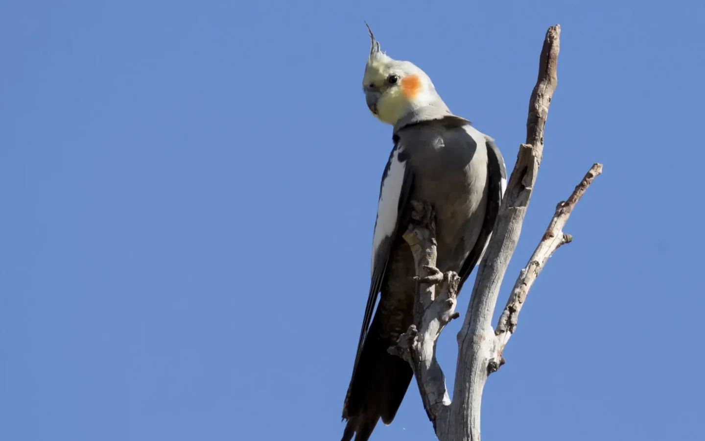 Cockatiel in Australia