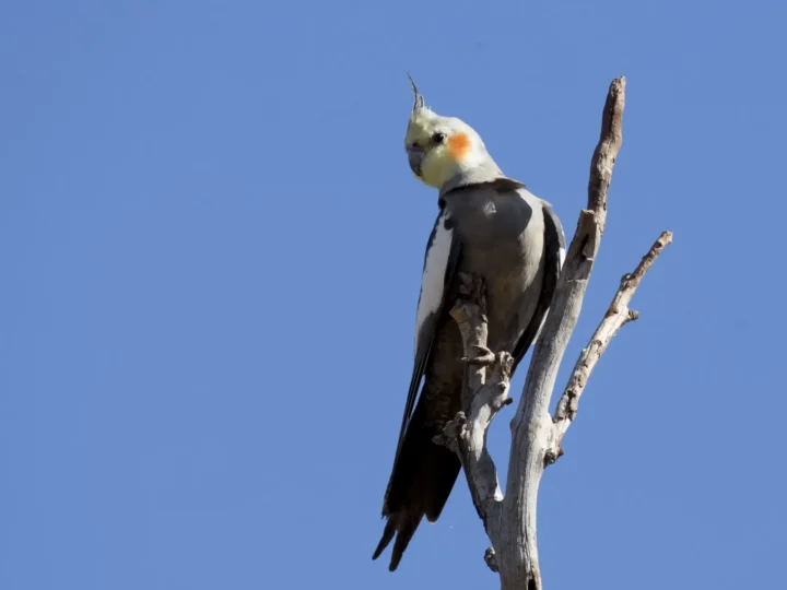 Cockatiel in Australia
