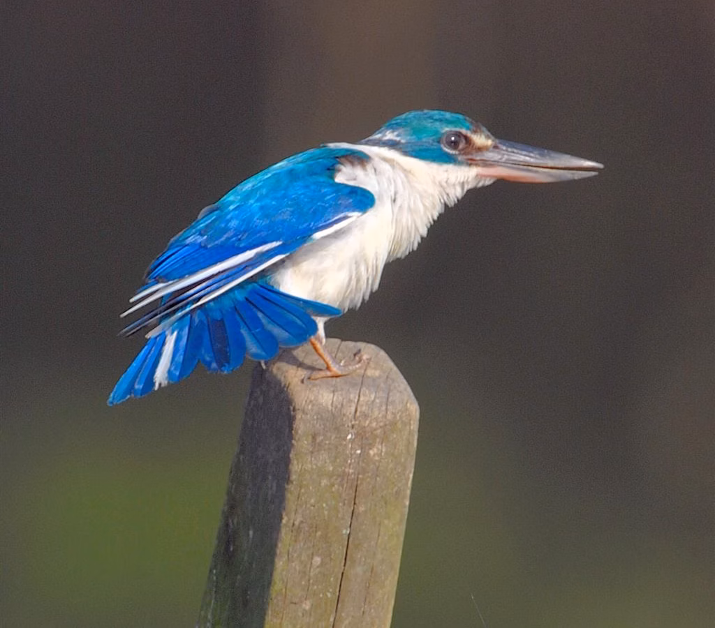 Collared Kingfisher showing turquoise-blue upperparts, white collar and underparts and stout dark bill