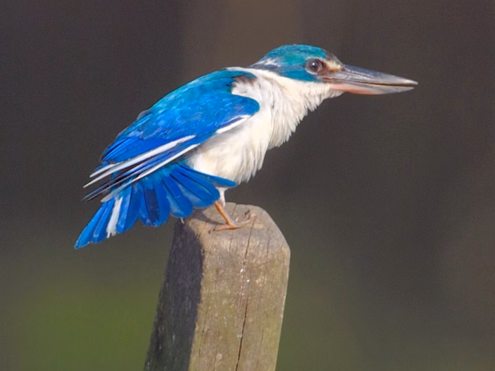 Collared Kingfisher showing turquoise-blue upperparts, white collar and underparts and stout dark bill