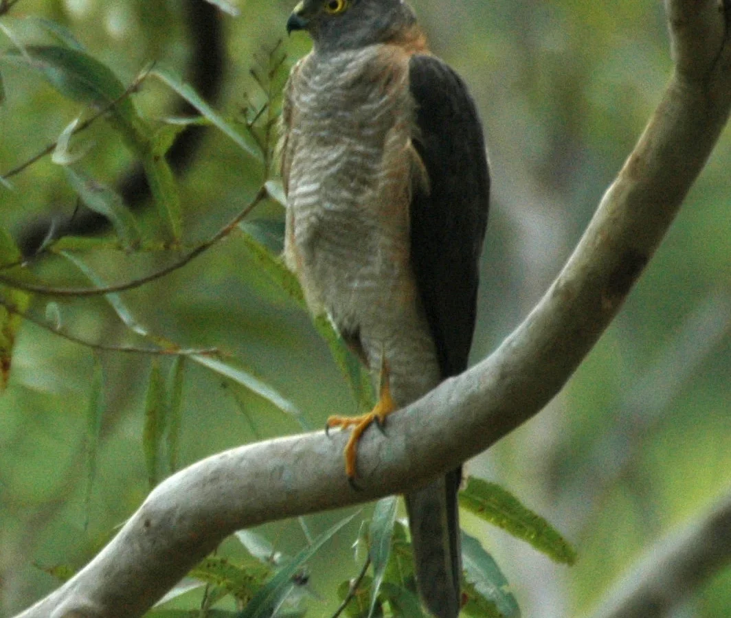 Collared Sparrowhawk showing key identification features