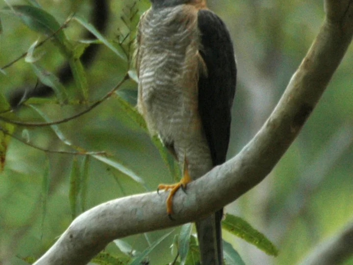 Collared Sparrowhawk showing key identification features