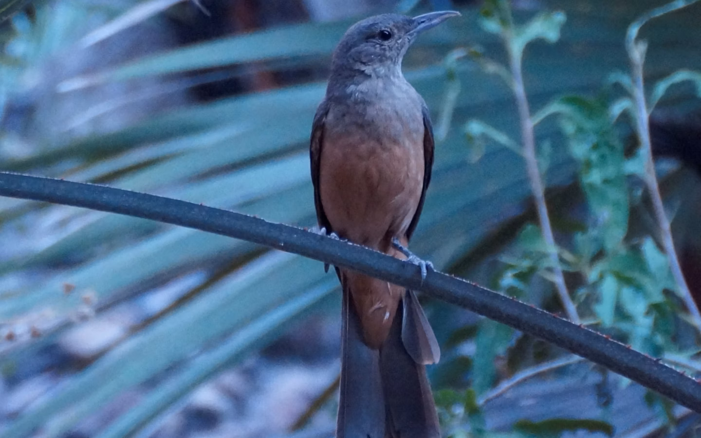 Sandstone Shrike-thrush in Australia showing key identification features: brown-grey shrike-thrush with a robust bill and warm-toned underparts; its strong association with rocky sandstone country is an important identification clue.