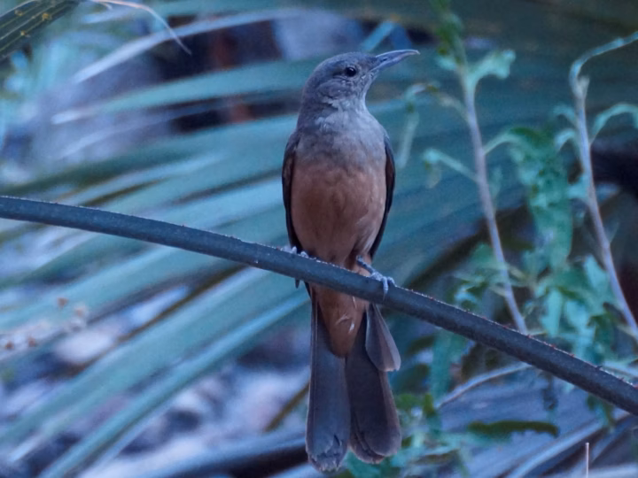 Sandstone Shrike-thrush in Australia showing key identification features: brown-grey shrike-thrush with a robust bill and warm-toned underparts; its strong association with rocky sandstone country is an important identification clue.