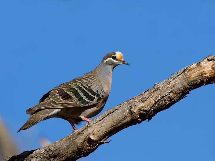 Common Bronzewing in Australia showing key identification features