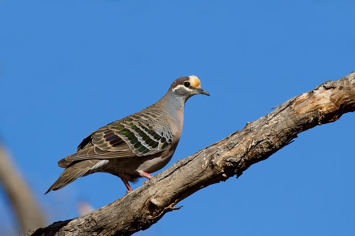 Common Bronzewing in Australia showing key identification features