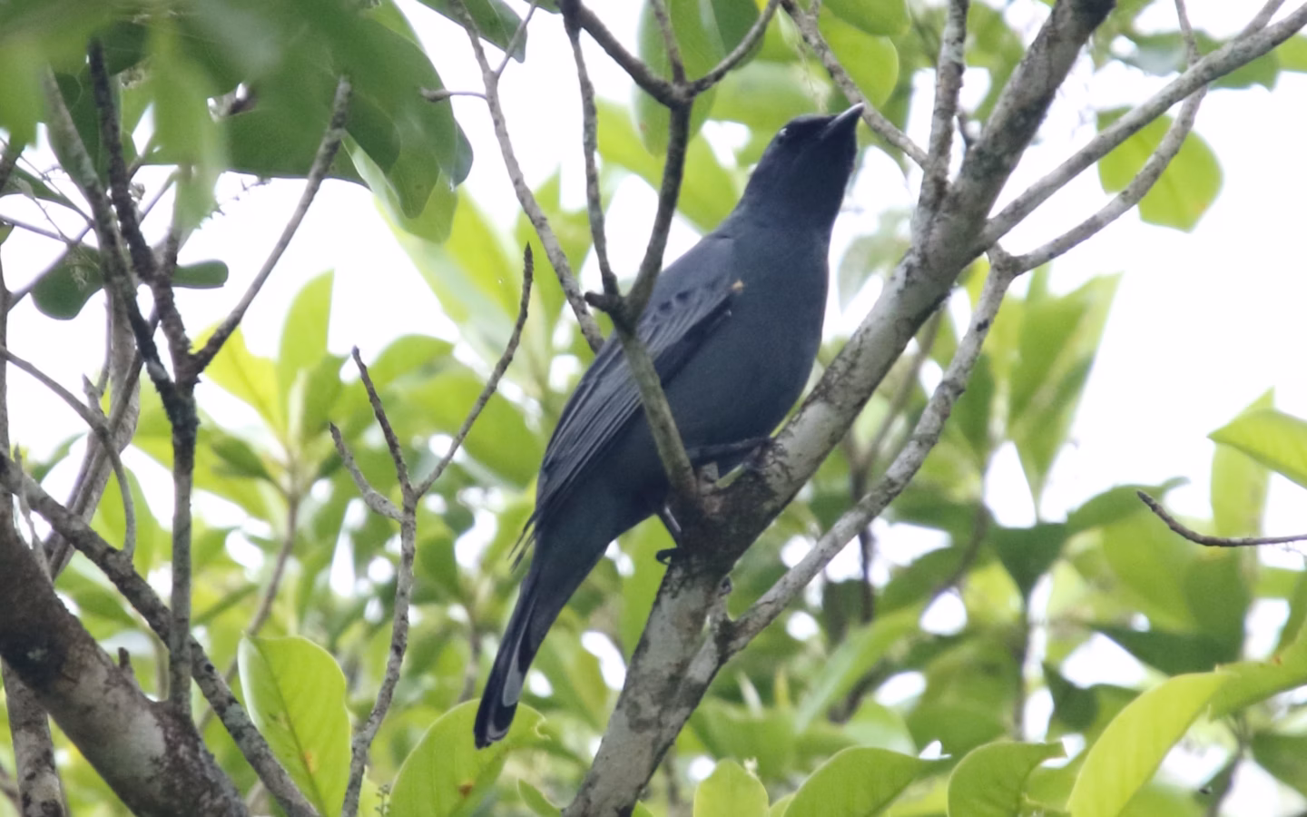 Cicadabird showing key identification features