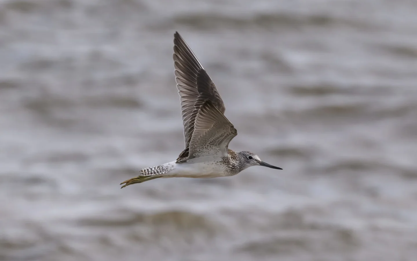 Common Greenshank showing key identification features