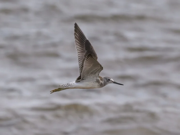 Common Greenshank showing key identification features