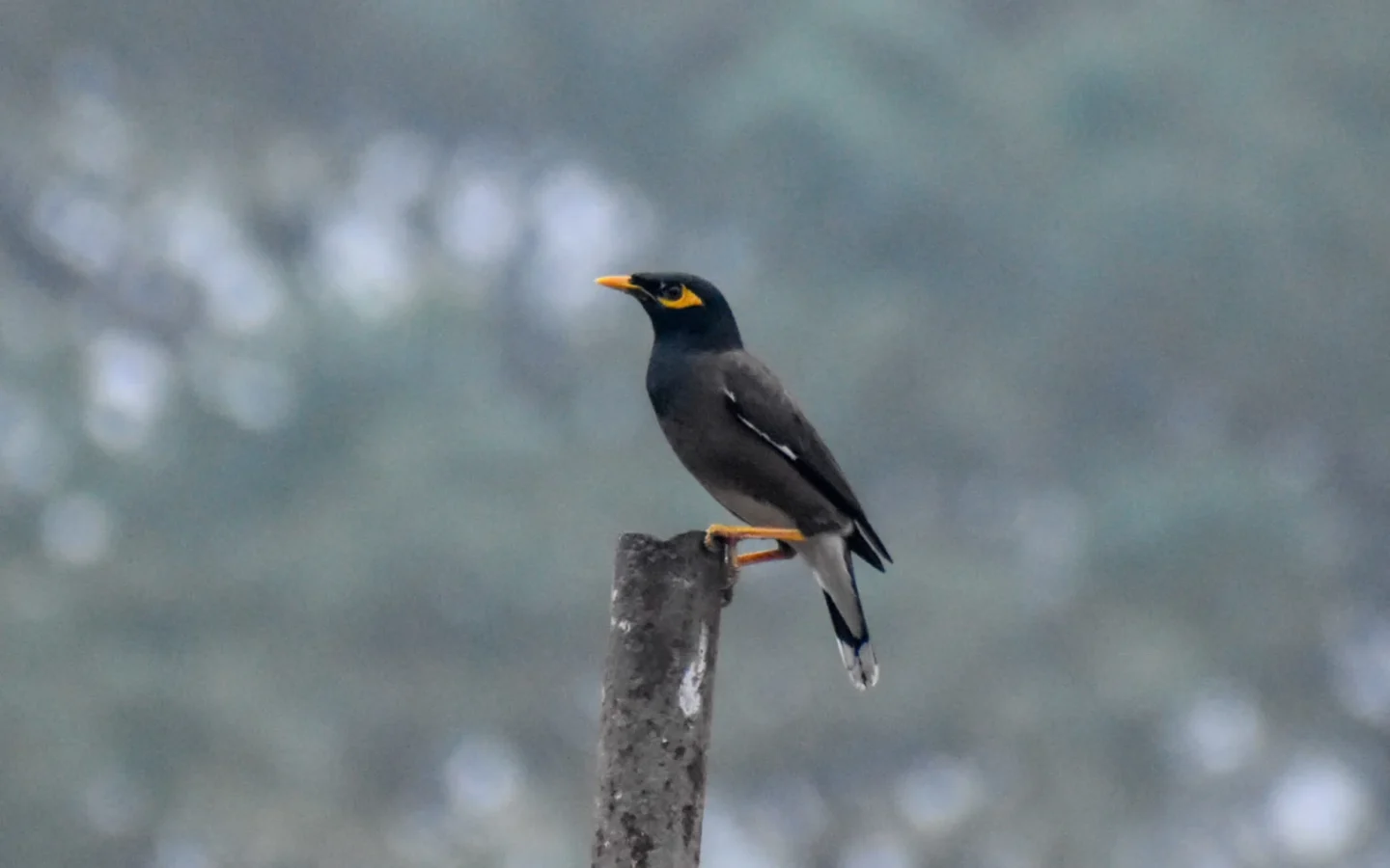 Common Myna in Australia showing key identifying features