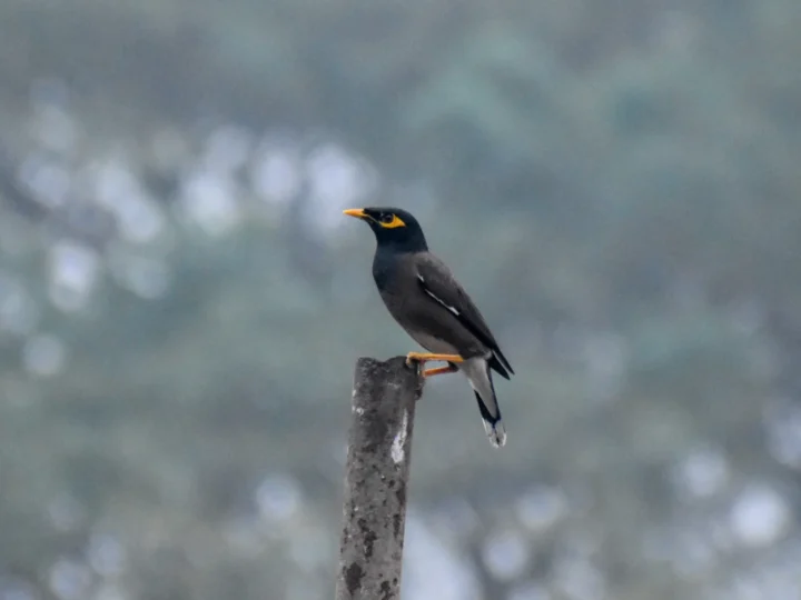 Common Myna in Australia showing key identifying features