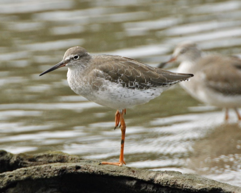 Common Redshank showing medium wader with red-orange legs, straight bill with reddish base and white wing panel