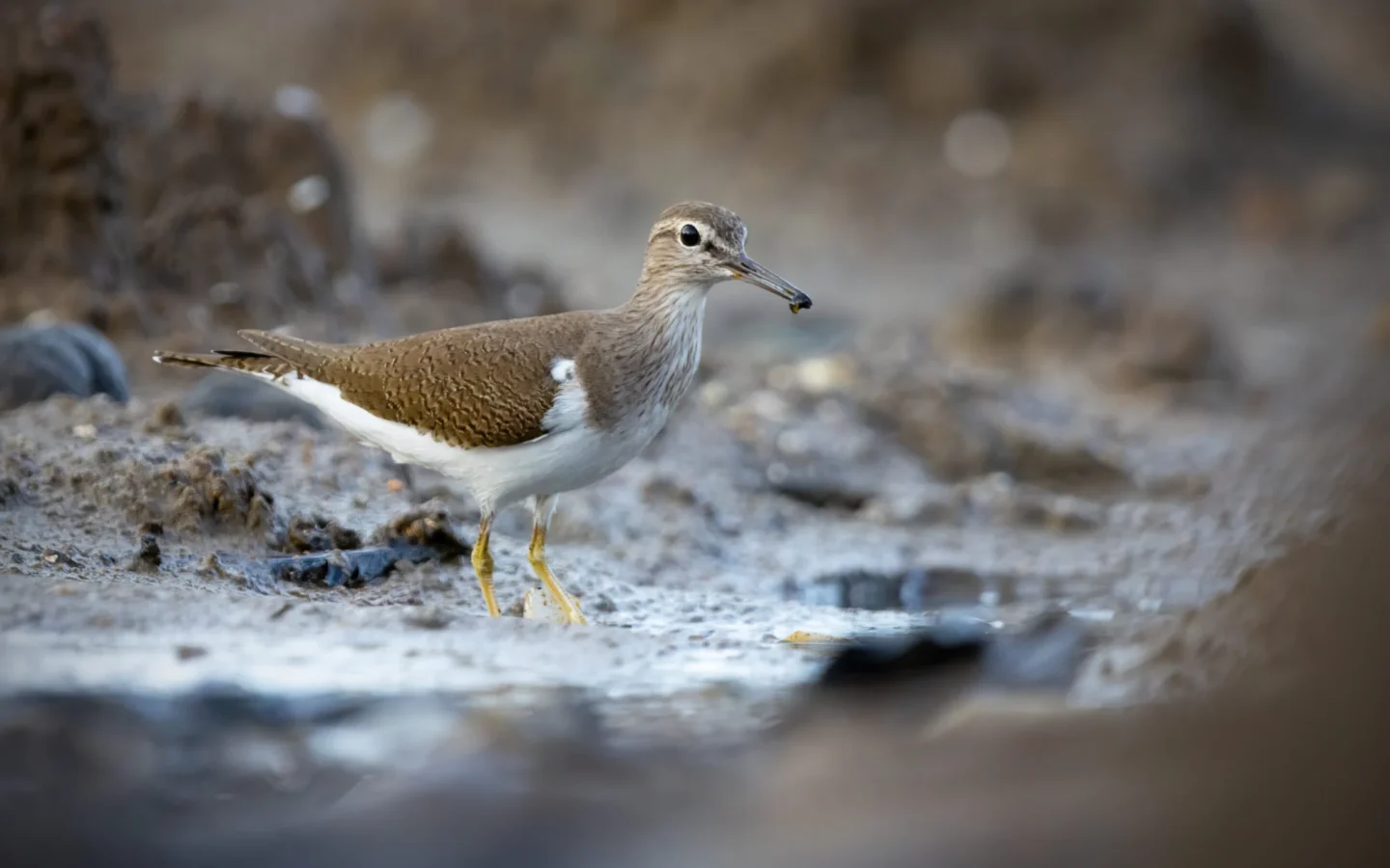 Common Sandpiper showing key identification features