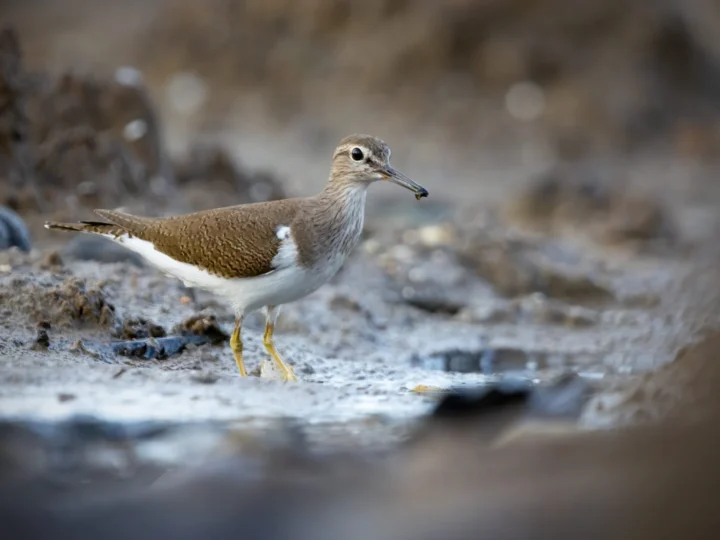 Common Sandpiper showing key identification features