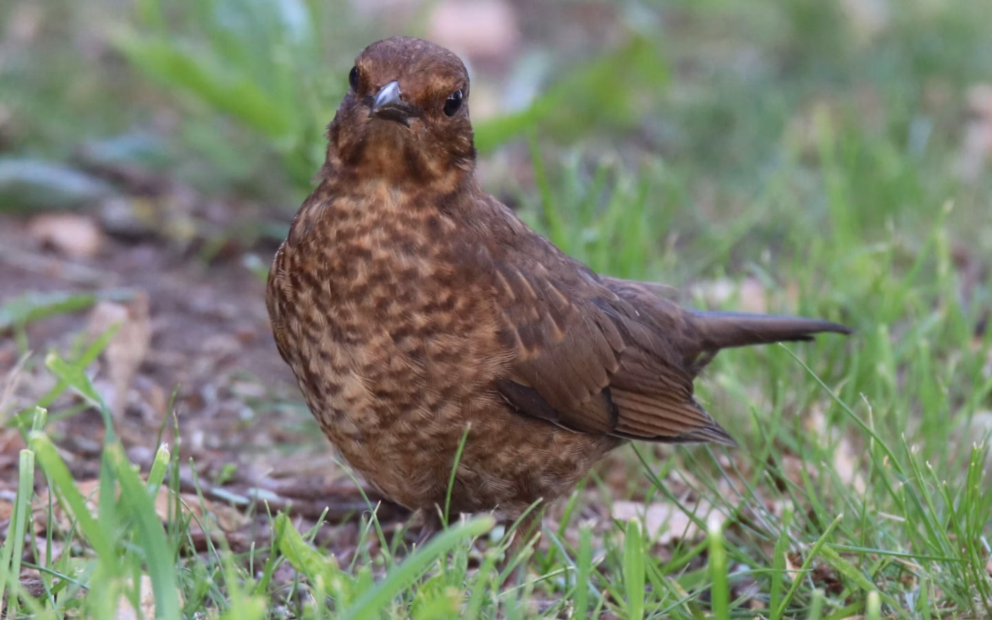 Common Blackbird showing adult male's black plumage with orange-yellow bill; females are brown and streaked