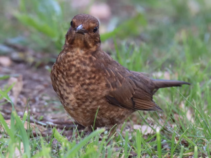 Common Blackbird showing adult male's black plumage with orange-yellow bill; females are brown and streaked