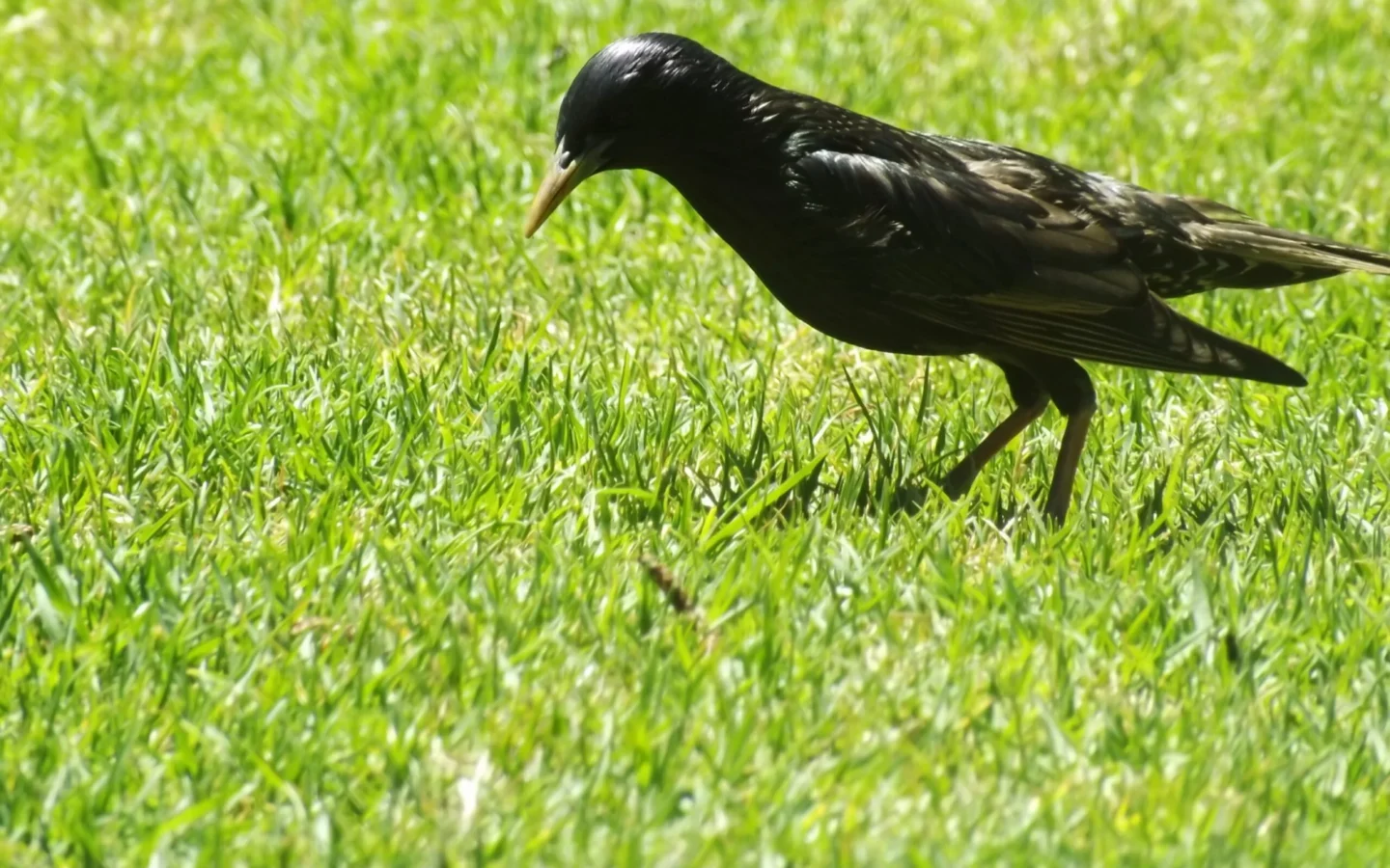 Common Starling in Australia showing key identifying features