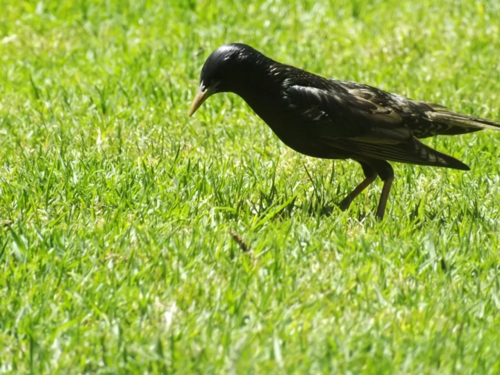 Common Starling in Australia showing key identifying features