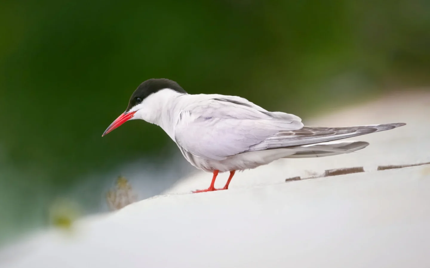 Common Tern showing key identification features
