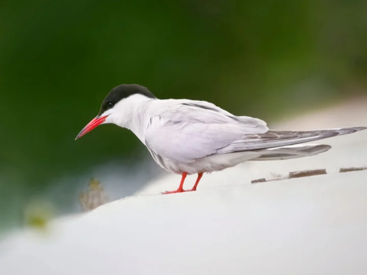Common Tern showing key identification features