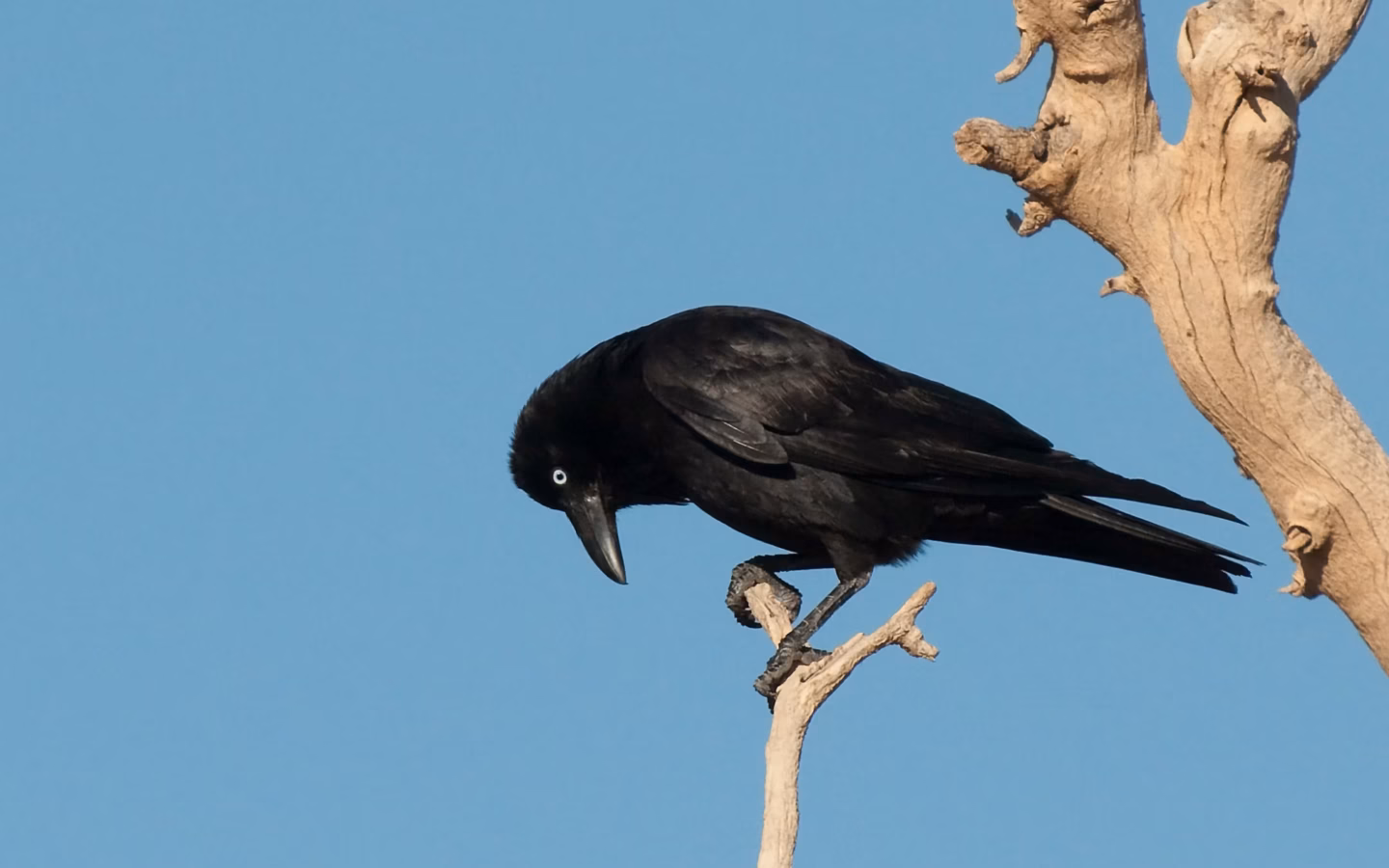 Little Crow showing a relatively small all-black Australian corvid with a pale adult iris and compact bill