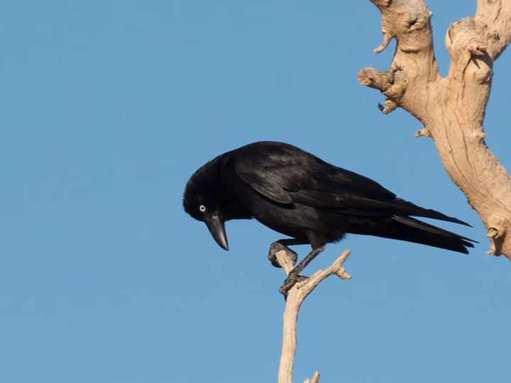 Little Crow showing a relatively small all-black Australian corvid with a pale adult iris and compact bill