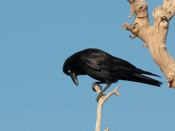 Little Crow showing a relatively small all-black Australian corvid with a pale adult iris and compact bill
