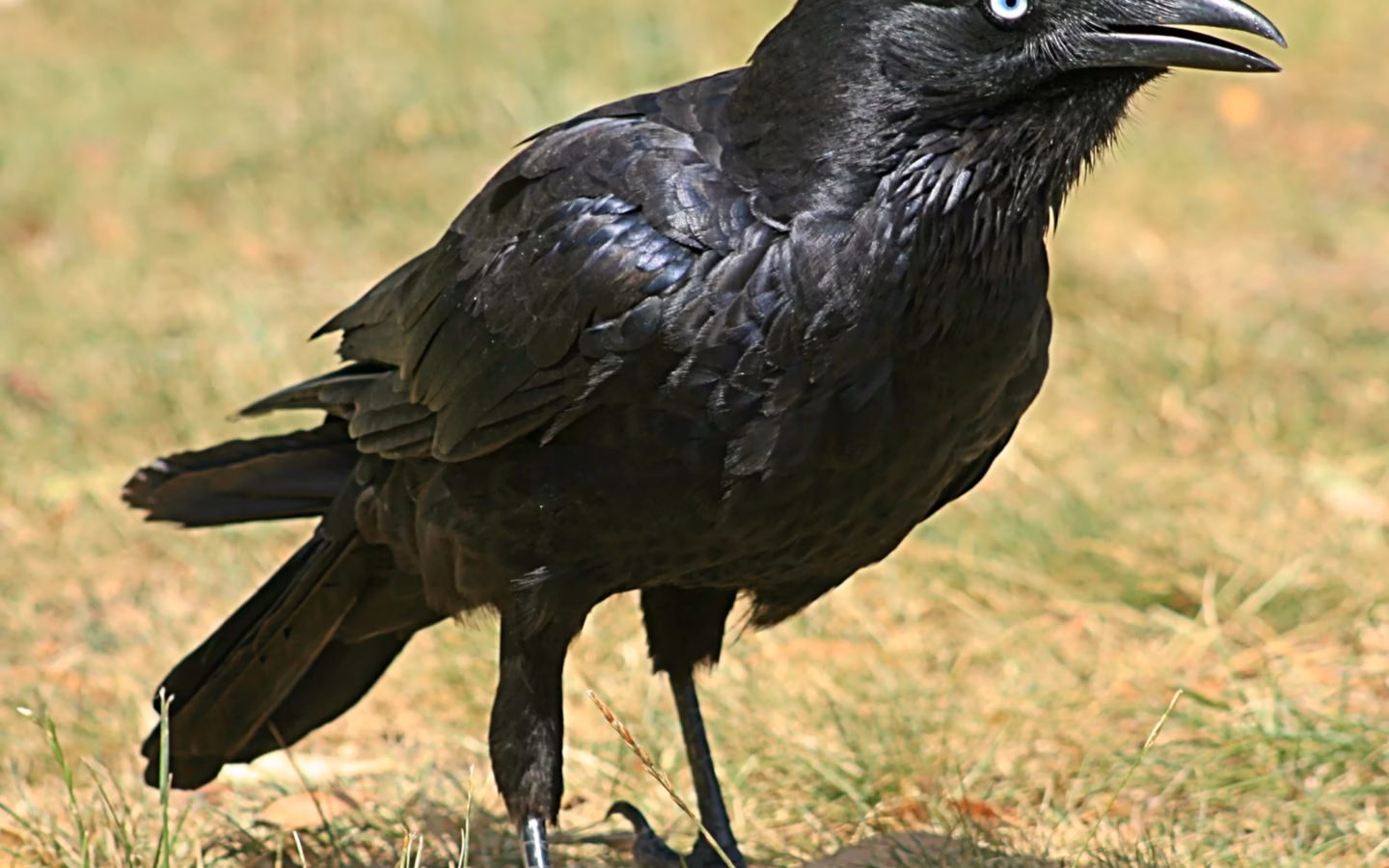 Little Raven showing an all-black body, pale adult iris, relatively compact bill and less pronounced throat hackles than larger ravens