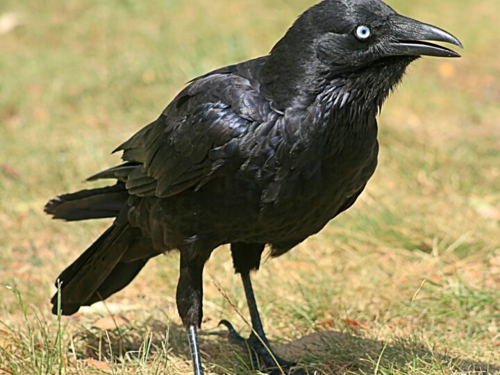 Little Raven showing an all-black body, pale adult iris, relatively compact bill and less pronounced throat hackles than larger ravens