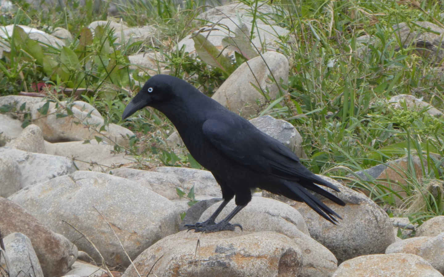 Forest Raven showing a large all-black raven with a heavy bill, shaggy throat feathers and a pale adult iris