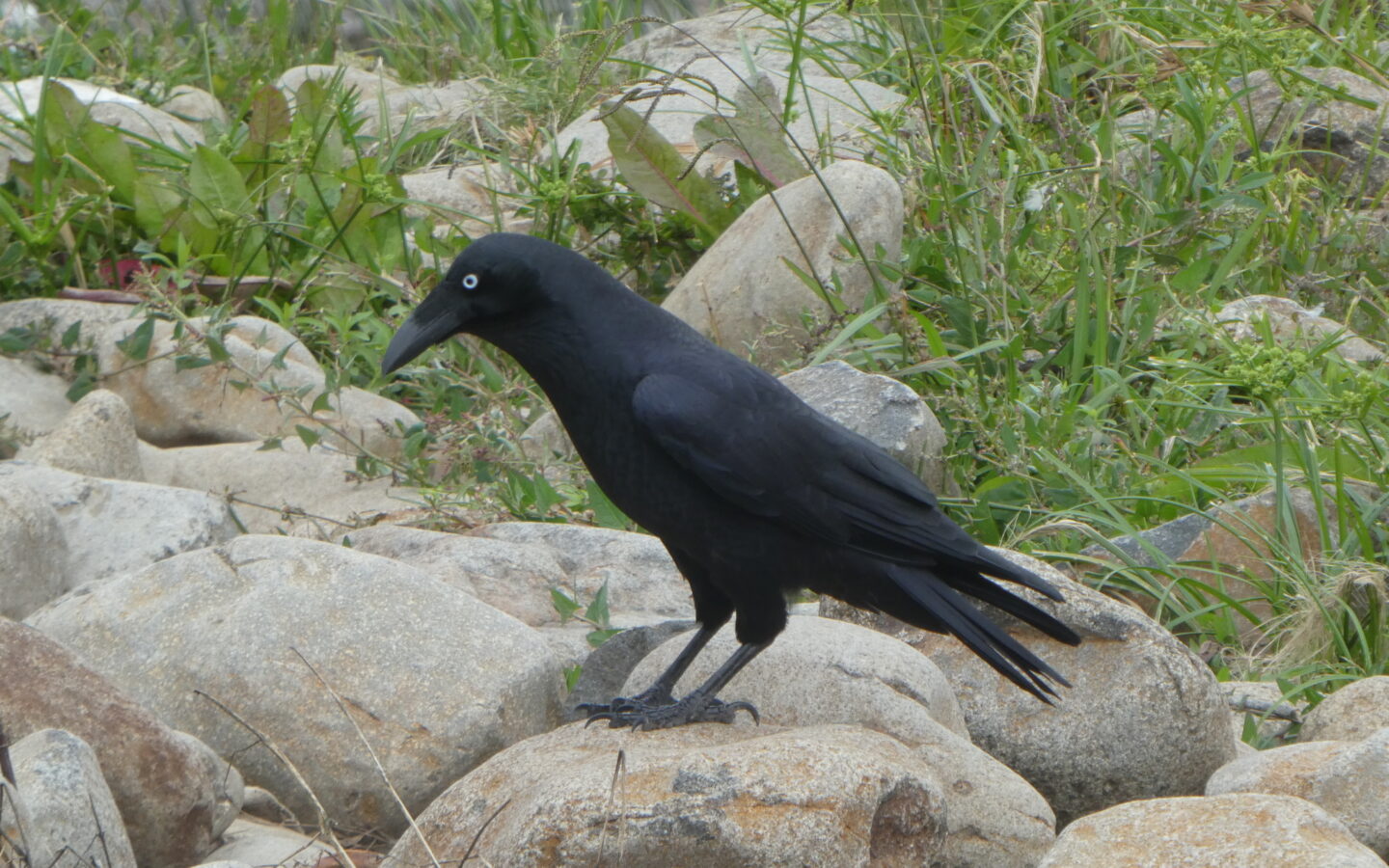 Forest Raven showing a large all-black raven with a heavy bill, shaggy throat feathers and a pale adult iris