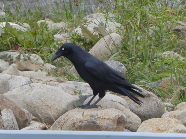 Forest Raven showing a large all-black raven with a heavy bill, shaggy throat feathers and a pale adult iris
