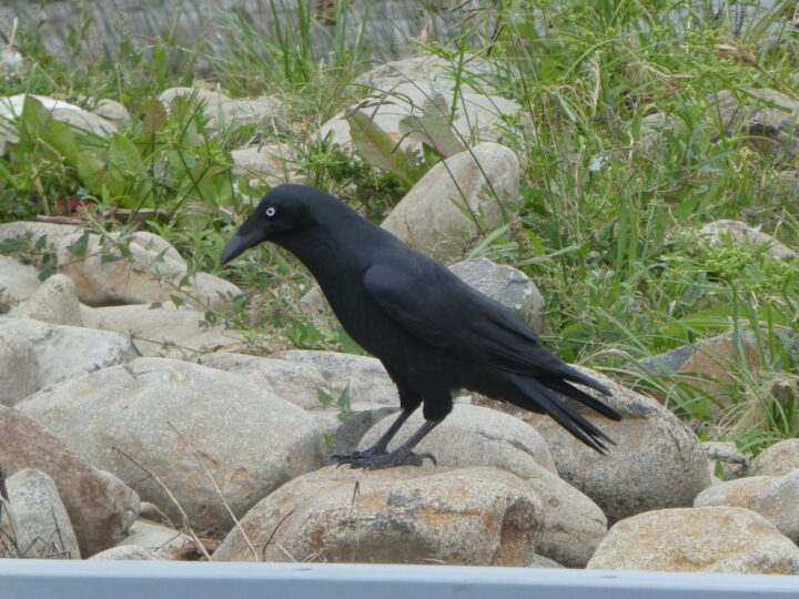 Forest Raven showing a large all-black raven with a heavy bill, shaggy throat feathers and a pale adult iris