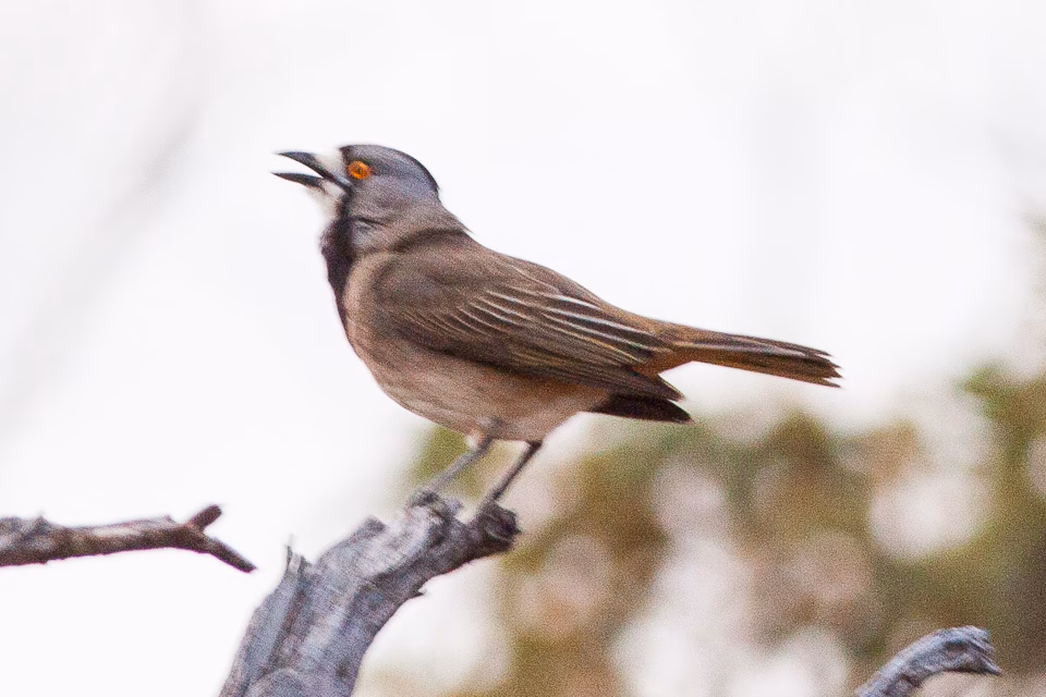 Crested Bellbird showing key identification features