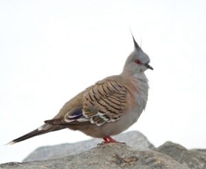 Crested Pigeon with grey-brown plumage, pointed black crest and iridescent wing patch