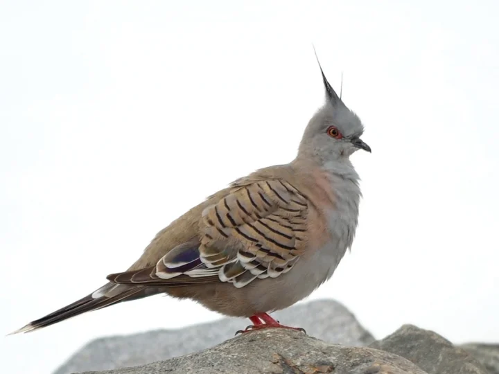 Crested Pigeon with grey-brown plumage, pointed black crest and iridescent wing patch
