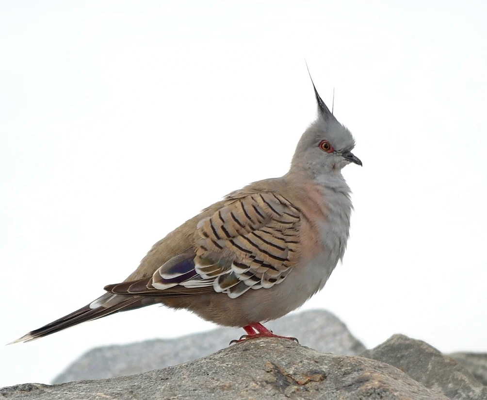 Crested Pigeon with grey-brown plumage, pointed black crest and iridescent wing patch