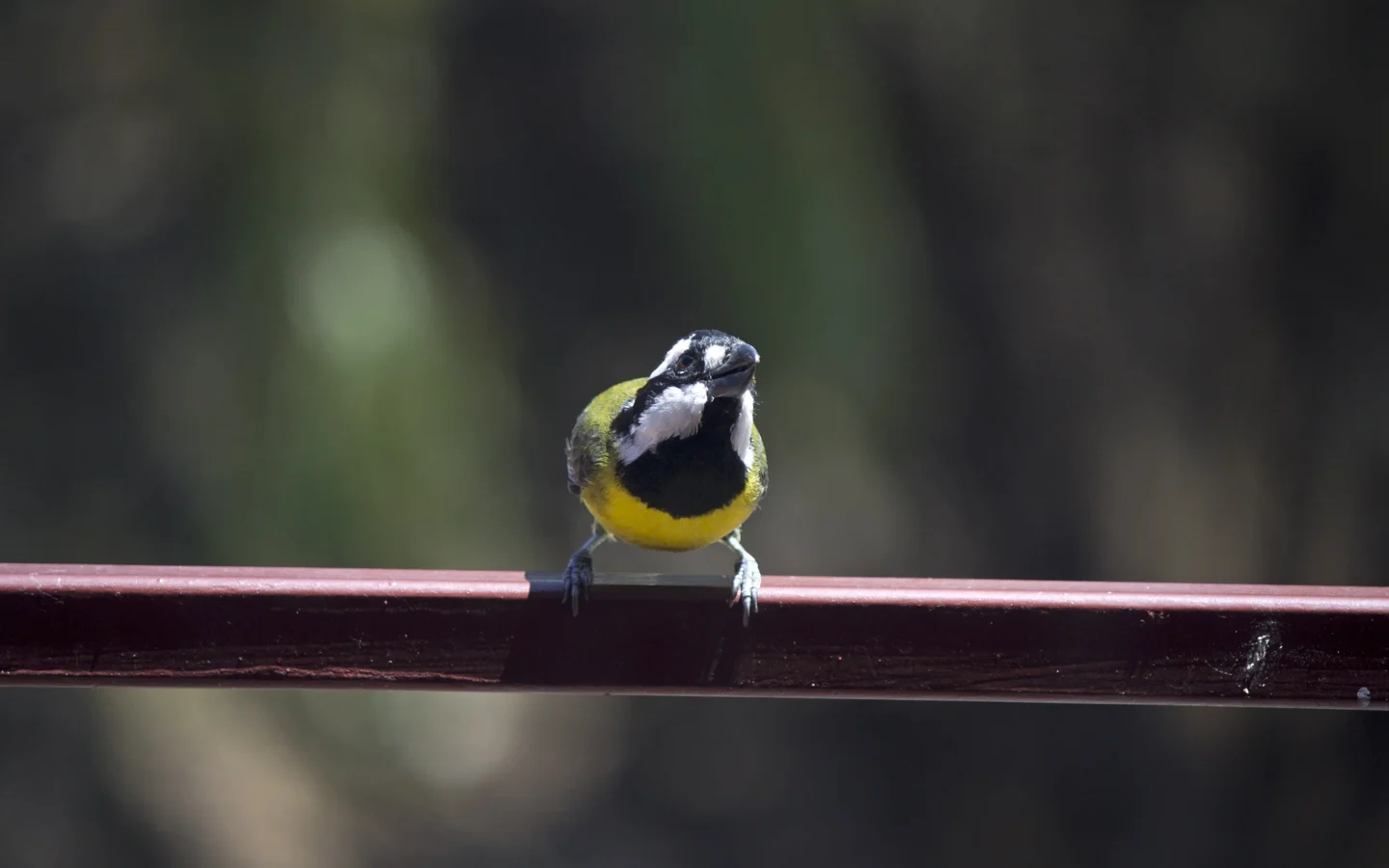 Crested Shrike-tit in Australia showing key identifying features